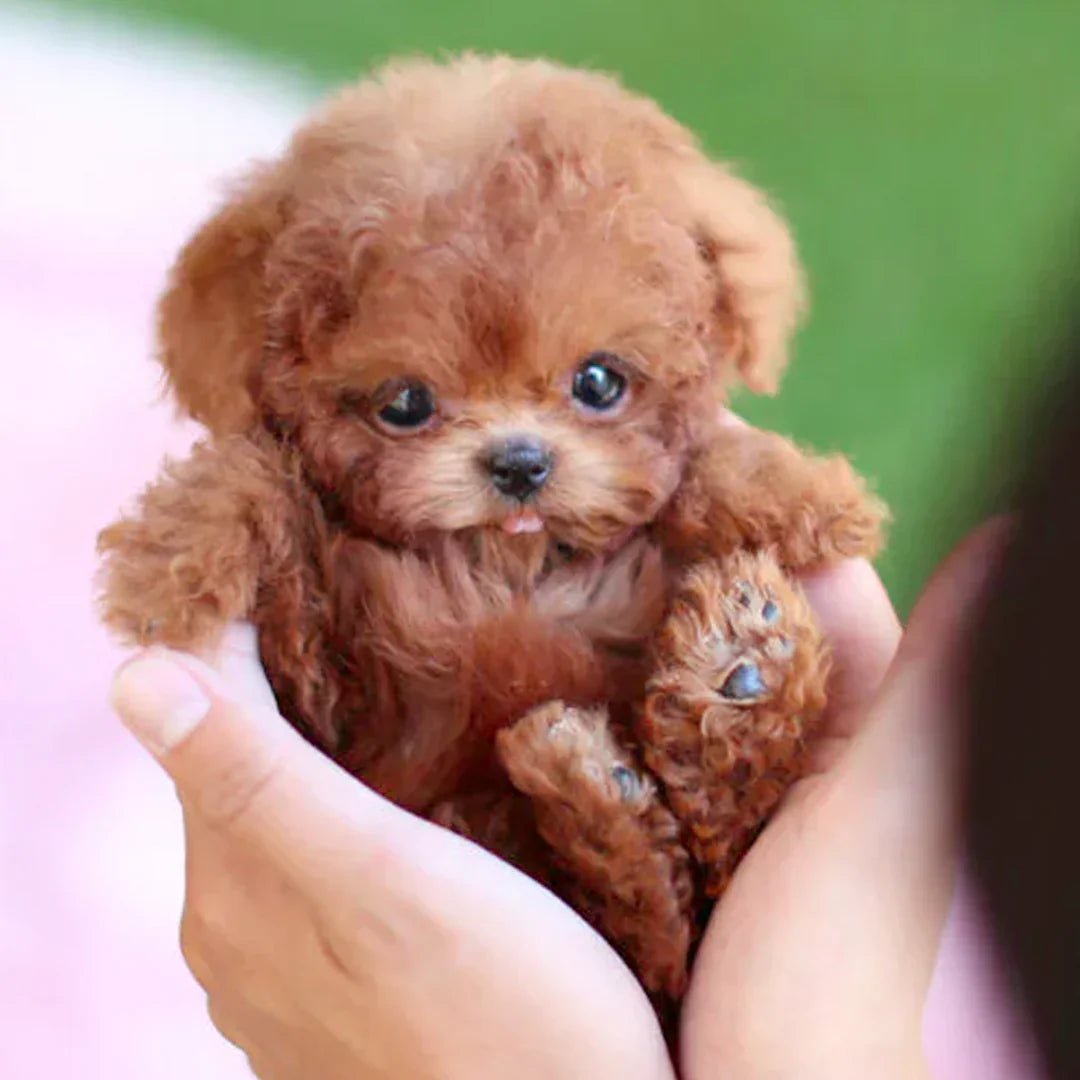 Can de peluche interactivo – movementos realistas con pel suave e sensores de reacción