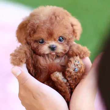 Can de peluche interactivo – movementos realistas con pel suave e sensores de reacción