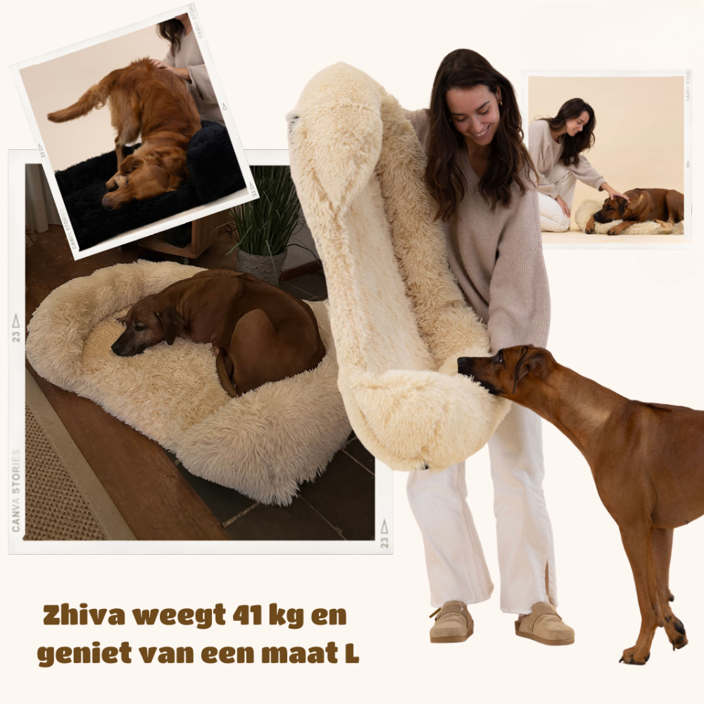 Revalki SupportivePaws | Ergonomisches Hundebett für mehr Unterstützung