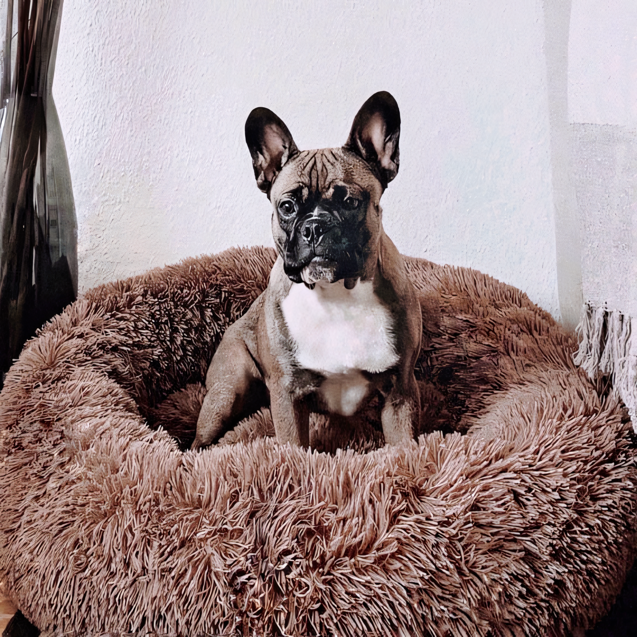 ComfyCove | Bequemes Hundebett für ultimativen Komfort und Geborgenheit
