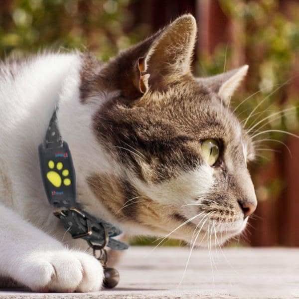 Rastreador GPS para Perros y Gatos – Diseño Compacto, Ubicación en Vivo y Seguimiento por Aplicación